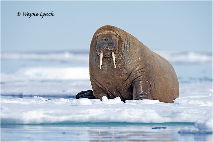 Atlantic Walrus 147 by Dr. Wayne Lynch &copy;